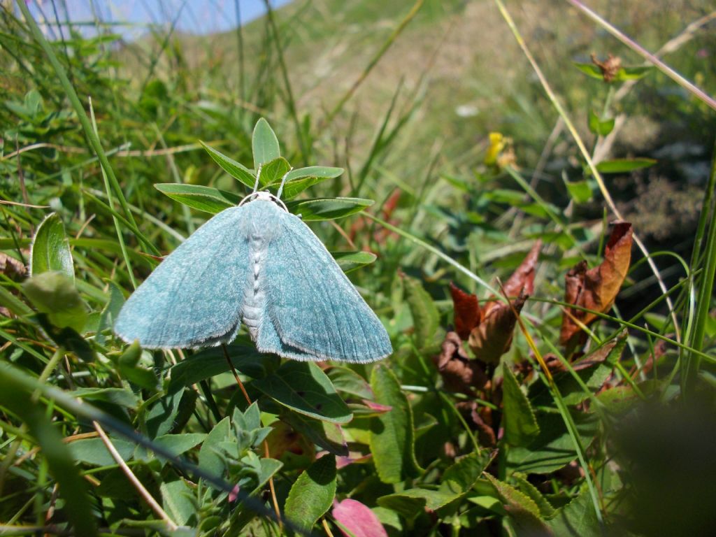 falena verde - Pseudoterpna pruinata